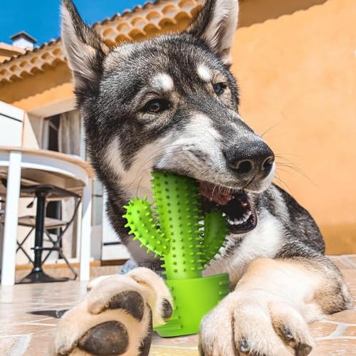 Image of Pamlulu Dog Chew Toys, Toothbrush Stick Teeth Cleaning Brush Dental for Small Medium Large Dog, Rubber Squeaky Toys for Aggressive Chewers Cactus Tough Toys