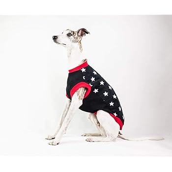 italian greyhound in jumper