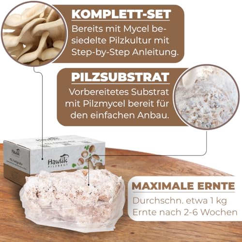 Foto von Hawlik Pilzbrut - Austernpilzkultur Zuchtset - Pilzkultur zum selber züchten - bis zu 1.5 kg frische Austernpilze ernten (mittel) - Pilze züchten Set