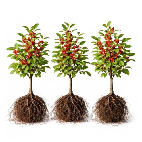 3 Winterberry Holly Plants for Growing (Ilex verticillata) Live Shrubs