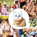 Imagen de Generisch Gato Robot Juguete para niños Robot Kitty Cat Toy