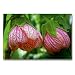 Produktbild CALVENDO Abutilon, Schönmalve Lady Godivah