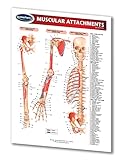 Muscular Attachments Guide - Medical Chart - Quick Reference Guide by Permacharts