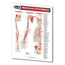 Muscular Attachments Guide - Medical Chart - Quick Reference Guide by Permacharts