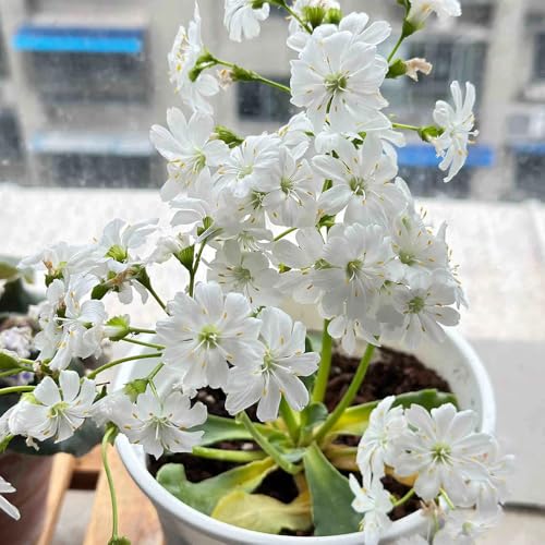Semillas de cotiledón de Lewisia - Jardín de flores, plantas para lugares soleados. semillas de bonsai, plantas en macetas Plantas de balcón, semillas de flores cortadas. de 150pcs