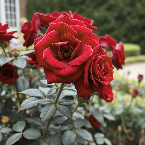 Rosa arbusto rojo de raíz desnuda para decorar bordes de jardín 4