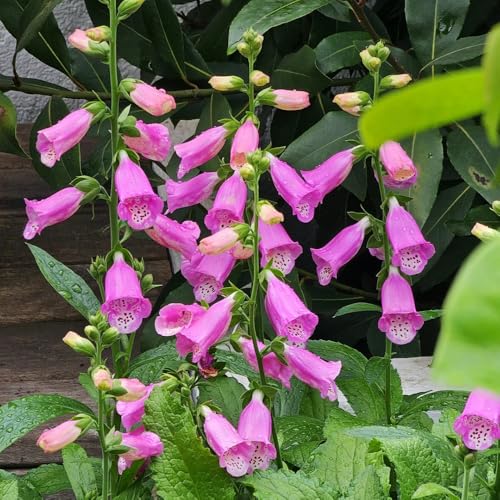 Foxglove Seeds, Biennial Flower, Cottage Garden, Border Planting, Vertical Interest 100pcs