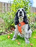 BullyBillows Active Light Hundegeschirr mit Griff | Premium-Geschirr mit gepolstertem Innenfutter & hochreflektierendem Design | Geeignet für alle Hunderassen | Orange |Extra Groß