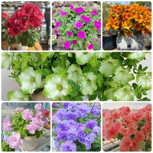 semi di petunia perenni ornamentali decorazione petunie pendenti perenne resistente tappezzante, ombra selvatici da balcone, 900pcs