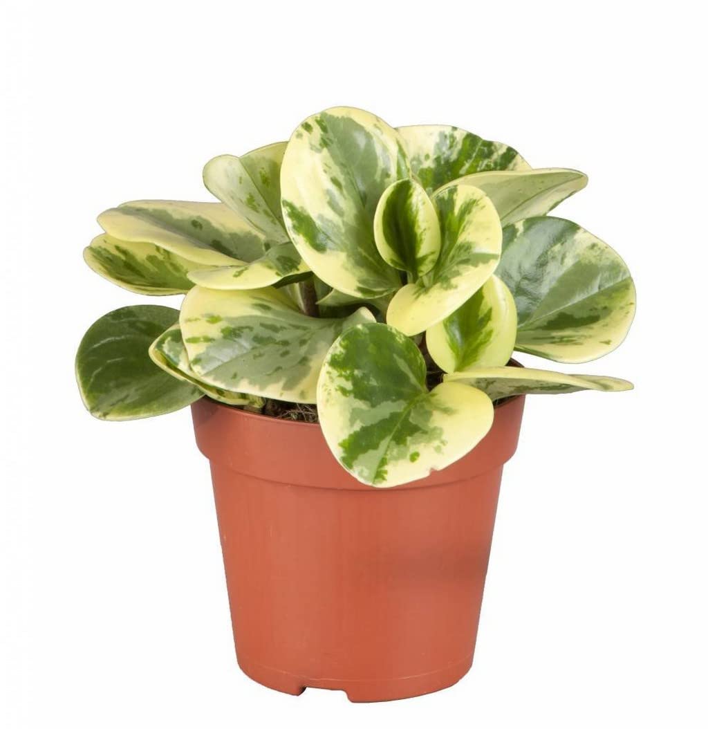 OhhSome Indoor Plant Large Peperomia Variagated Live Shrub Indoor|Outdoor For Home & Garden (Healthy Plant)