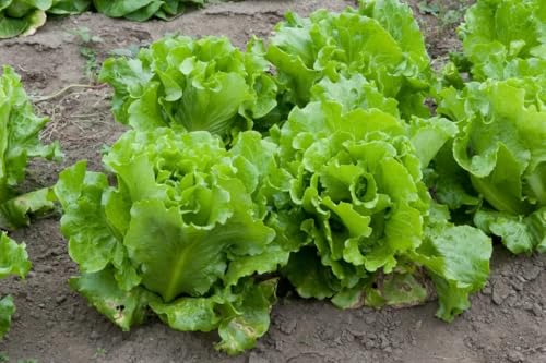 Image of Seeds Collection (Lettuce)
