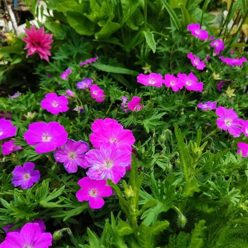storchenschnabelsamen - extrem winterharte kübel storchschnabel garten balkon mehrjährig 500pcs