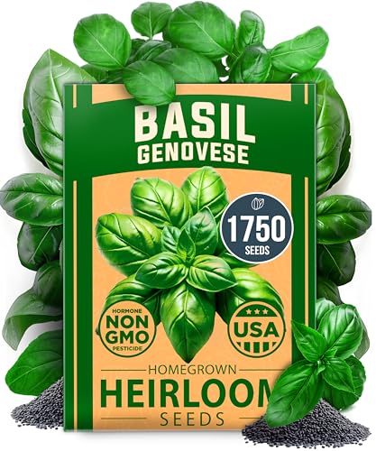 HOME GROWN Genovese Basil Seeds Pack -1750 High Germination,𝗡𝗢𝗡-𝗚...