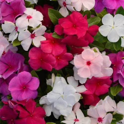 Andhagnai Greens Sadabahar "Vinca" Multicolor Flower Seeds for Winter Gardening Pack Of 40-50 Seeds (B0BLCZR7BX) Amazon Price History, Amazon Price Tracker