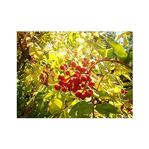 SECHUAN or Japanese Pepper Tree Zanthoxylum piperitum Spice Plant, Fruit pod Used as a Pepper Substitute, 5-7cm Tall Seedling in a 7/8cm Pot Cover