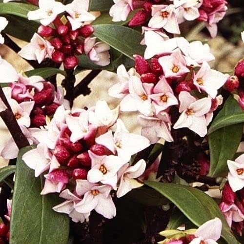 Amazon 国華園 花木苗 沈丁花 1株 22年春商品 花 Amazon 国華園 花木苗 沈丁花 1株 22年春商品 花