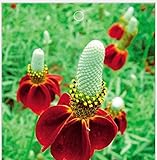 (FPC * Ambizu *) Blumen Sonnenhut, Sonnenhut-Samen, Blumensamen, ca. 30 Particles