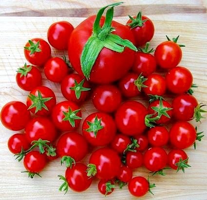 Tomato Cherry Maskotka Cascading Trailing Dwarf Bush Tomato 50+ Seeds for Planting Non-GMO