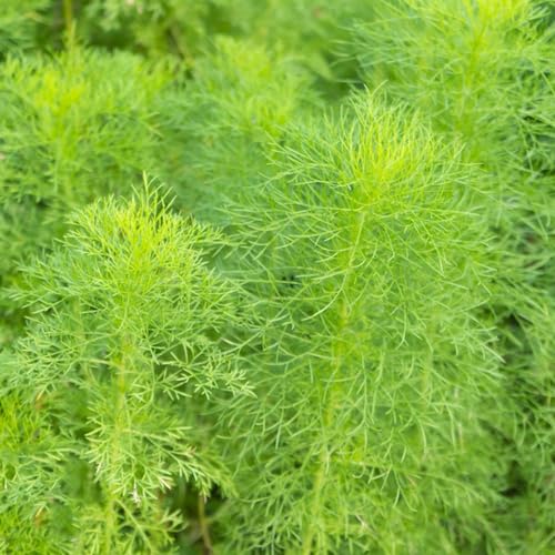 semillas de eneldo perenne resistente - orgánicas cocina camas elevadas jardín balcón 150pcs