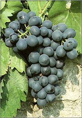 – 1 x Black Grape Vine Plant Vitis Boskoop Glory - High Yielding Dessert Fruit - for UK Climates Garden Outdoor