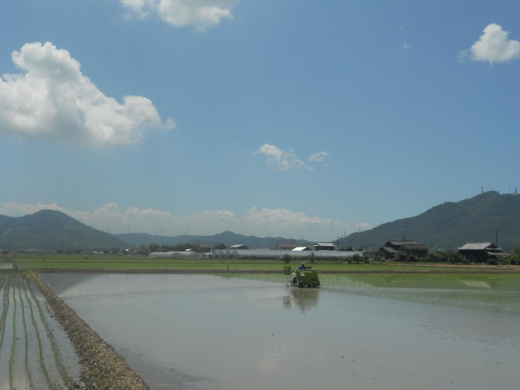 【お得価格】令和7年度 岡山県産 アケボノ 5キロ