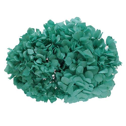 Amazon｜Vermont ヴェルモント アジサイ ラグーングリーン 約20g 15711 