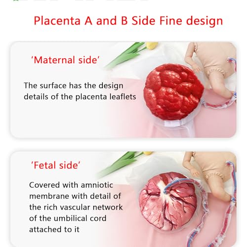 Modello di cura del neonato in ostetricia e ginecologia - Strumento didattico per placenta e feto con cordone ombelicale rimovibile per l'educazione ostetrica