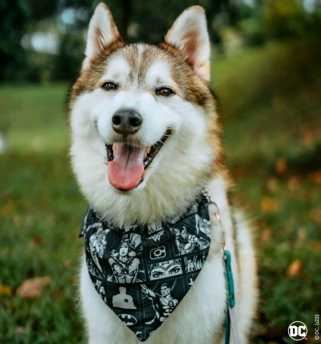 Image of That Dog In Tuxedo Tdit XDc Justice League Reversible Dog Bandana With Adjustable Dog Collar (Size Medium /Large, Black)