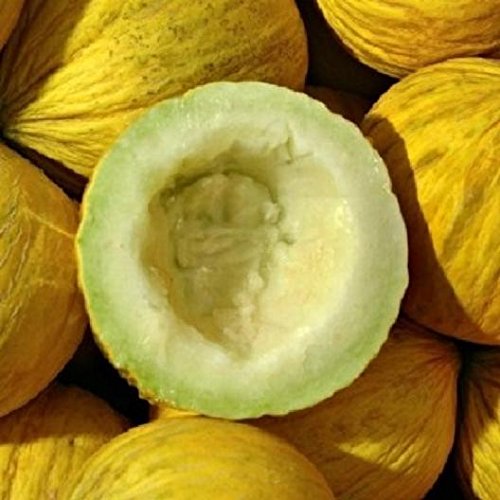 David's Garden Seeds Fruit Melon Casaba 25 Non-GMO, Heirloom Seeds