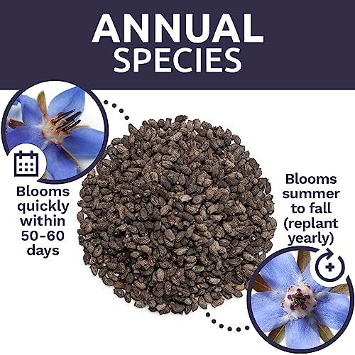 Borage Seeds – Extra Large Packet – Over 1,200 Open Pollinated Non-GMO Wildflower Seeds – Borago officianalis - Image 8