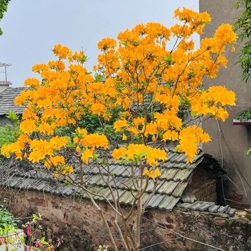 semillas de rododendro, resistentes, resistentes de azalea, arbustos de rápido crecimiento silvestres 15pcs