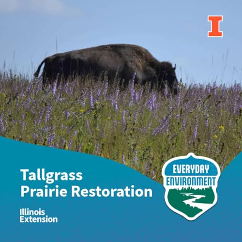 Page de couverture de What role do bison play in restoring Illinois prairies?