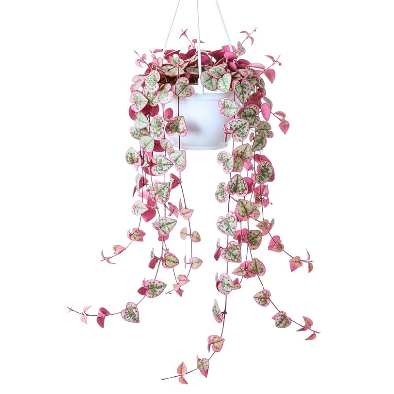 Ceropegia Woodii Variegated String of Hearts Live Plant Rare Trailing Succulent Vine in 2.5 Pot Indoor Hanging Plant