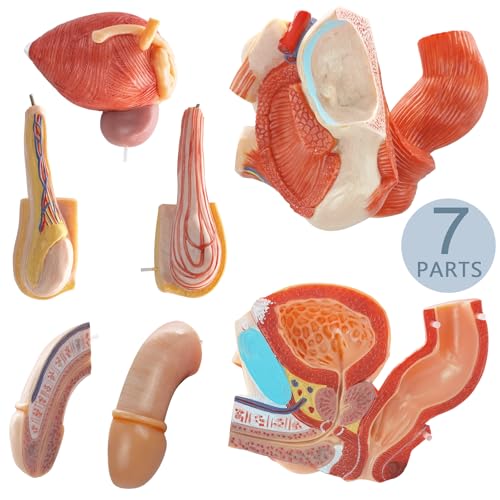 Image of Human Male Genitalia Anatomical Model, Life-Size 7 Parts Male Genital System Anatomical Model with Colorful Manual for Medical Science Education Study or Teaching