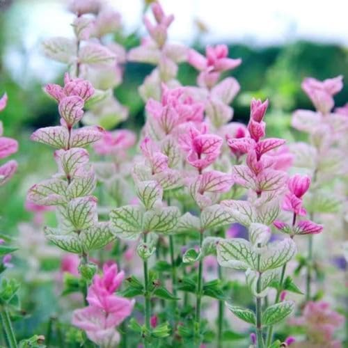 50 Sage Seeds (Salvia) - Non-GMO Heirloom Herb Aromatic Edible Medicinal Bee-Butterfly Attracting & Cut Flower for Garden