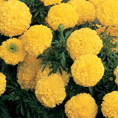 See full amazon price history chart for Creative Farmer F1 African Marigold Flower Seeds Creative Farmer F1 African Marigold Flower Seeds (B01LYFCJA5) Amazon Price History, Amazon Price Tracker