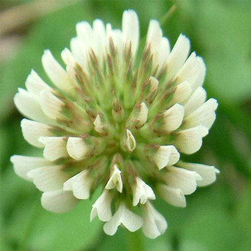 SeedRanch Nitro-Coated and Inoculated Seedranch White Dutch Clover Seeds - 20 Pounds