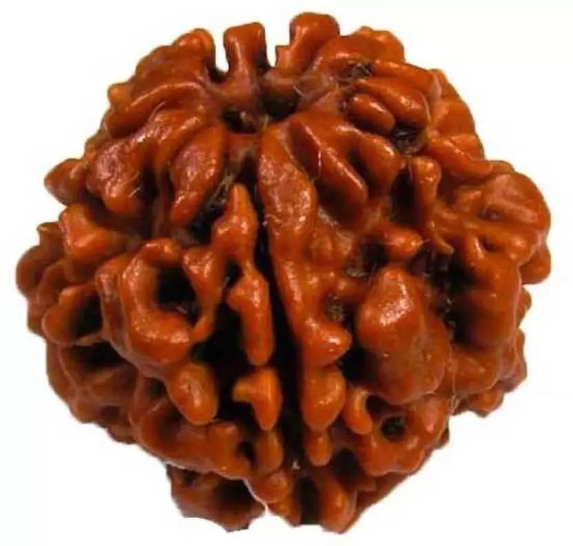 5 mukhi Rudraksha Natural bead & Certified | Astrological 5 Mukhi/Faced Rudraksha bead Unisex Both for Men & Womenx19