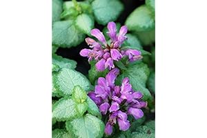 Lamium 'Beacon Silver' (Dead Nettle) Plant