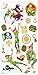 Disney Peter Pan Sticker