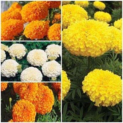 Biocarve Seeds African Marigold F2 Flower Kit | Pack Of 4 (B09BKVWSRK) Amazon Price History, Amazon Price Tracker