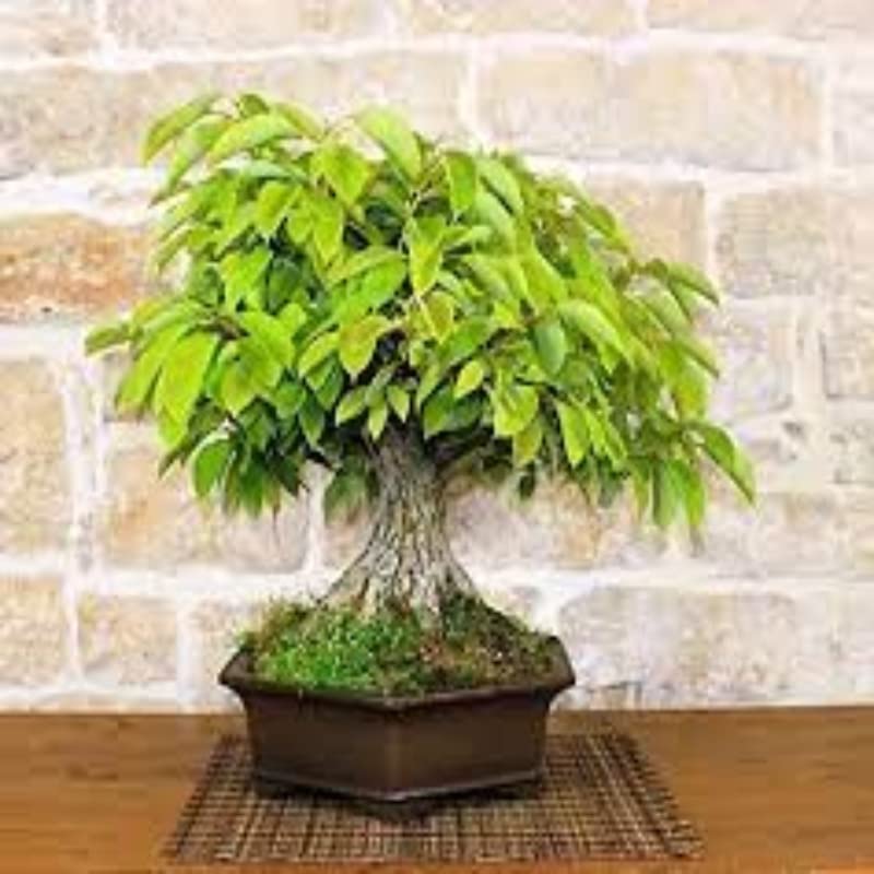 Shop 360 Garden Bonsai Suitable Seeds - Camphor Tree/Cinnamomum camphora/Kapur Tree Seeds - Pack of 15 Seeds (B0BQFPCCMK) Amazon Price History, Amazon Price Tracker