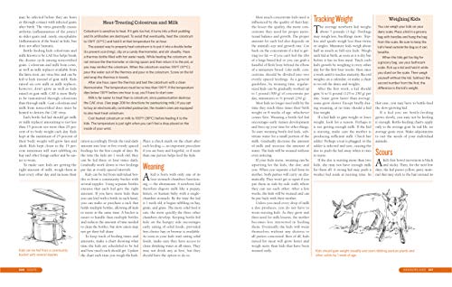 The Backyard Homestead Guide to Raising Farm