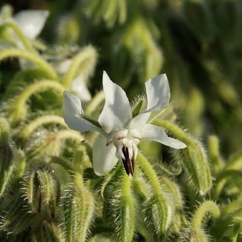 Seed Needs Borage Seeds for Planting Blue and White Star Flowers - Non-GMO Heirloom & Untreated Garden Seed to Plant an Indoor/Outdoor Garden - Attracts Pollinators (Collection of 2 Packets) - Image 5