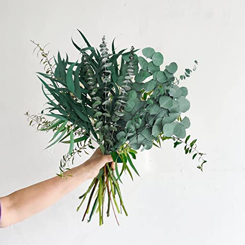Ruidazon 12Pcs Dried Eucalyptus Stems Bundle,Mixed Preserved Real Eucalyptus Leaves Branches Dried Eucalyptus For Shower Hanging Spa Wedding Bridal Bouquets Diy Crafts Home Table Decor #TOP4