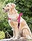Eeyfarog No Pull Hundegeschirr für kleine mittelgroße Hunde, reflektierend ausbruchsicher verstellbar ohne Zug, Hundegeschirr (Rosa, S)