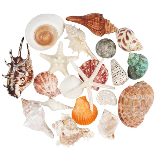 20 Pezzi Grandi Conchiglie Misto Spiaggia Conchiglie Stella Marina, Stelle marine di conchiglie naturali fino a 14 cm,Conchiglie perfette per la decorazione di artigianato fai-da-te per feste