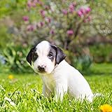 matej kastelic / Mixed-breed cute little puppy on grass