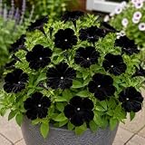 300+ Black Velvet Petunia Seeds for Planting - Rare Dark Flower Annual Plant Seeds, Non-GMO Heirloom Garden Floral Seeds for Outdoor Yard, Patio, Containers & Edging