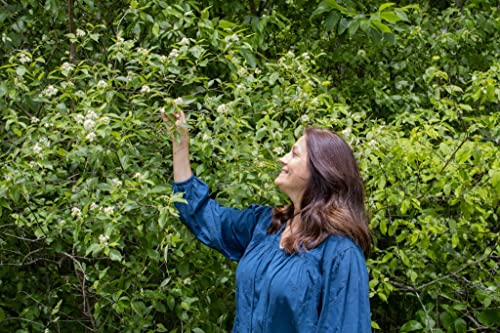 100% Natural Henna Hair Dye - Henna Red Hair Dye, Organic Henna - Ancient Sunrise Twilight Henna 100G #TOP4